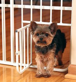 Image of Carlson Big Tuffy Expandable Gate with Small Pet Door