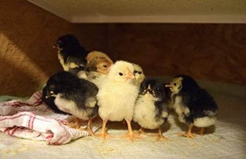 Image of Sweeter Heater Infrared Sidemount Model For Chicken Brooders, Chicken Coops, Pet Houses, Cages