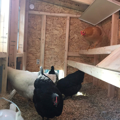 OverEZ Amish Medium Chicken Coops - Up to 10 Chickens
