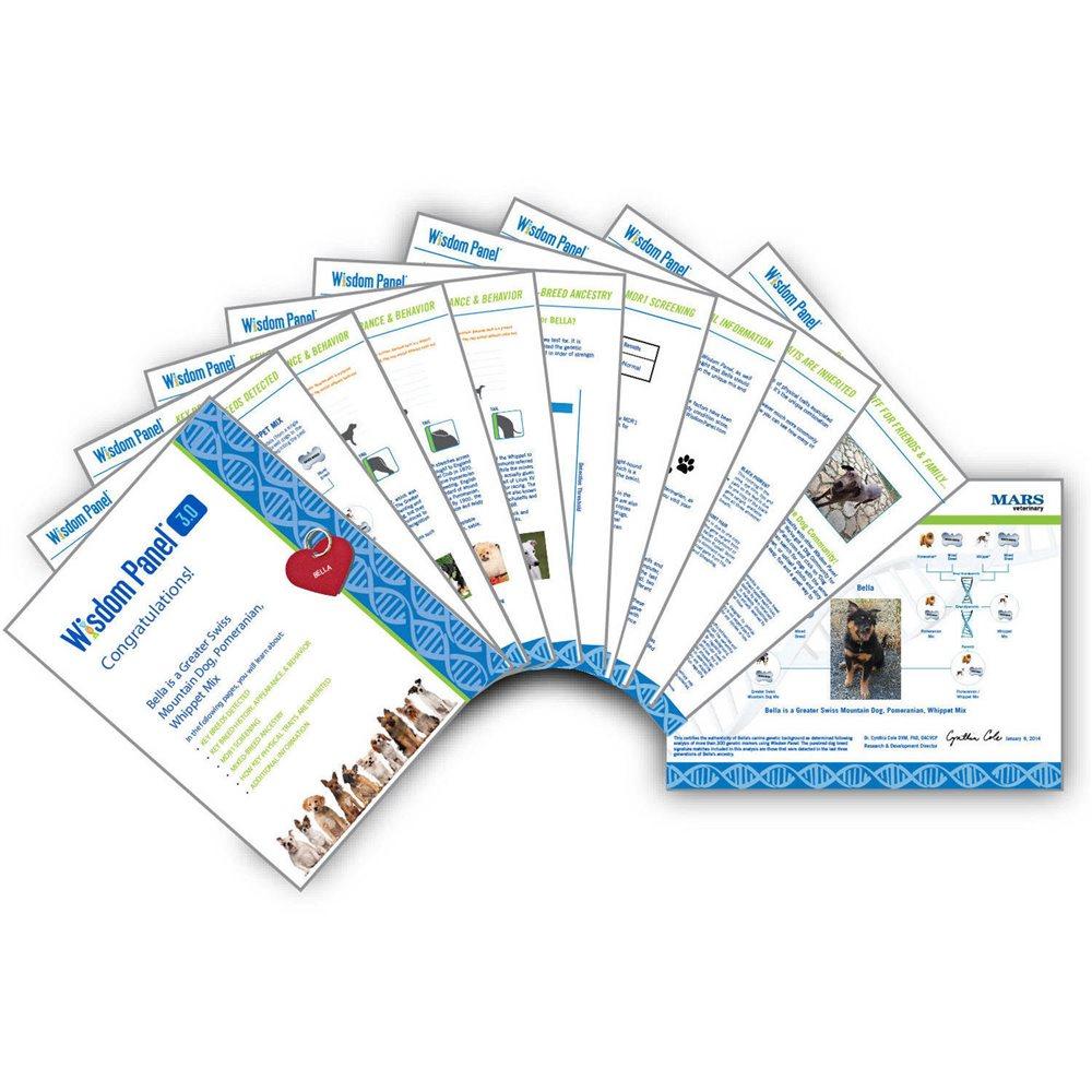 Canine DNA Test Kit 4.0 By Wisdom Panel