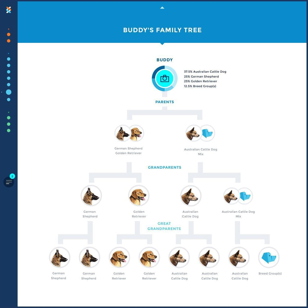 Canine DNA Test Kit 4.0 By Wisdom Panel