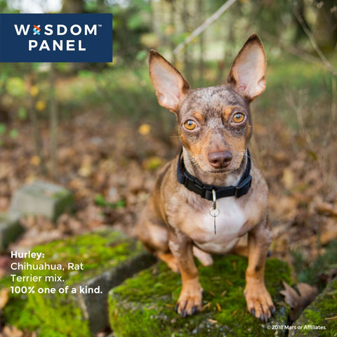 Image of Canine DNA Test Kit 4.0 By Wisdom Panel