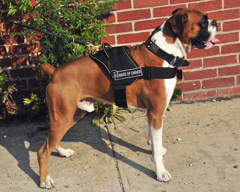 Image of Nylon Harness For Extra Extra Small To Extra Large Dogs Black With Yellow Trim