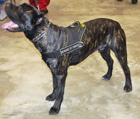 Image of Nylon Harness For Extra Extra Small To Extra Large Dogs Black With Yellow Trim