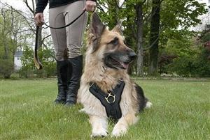 "Victory Leather Harness" For Medium To Extra Large Dogs