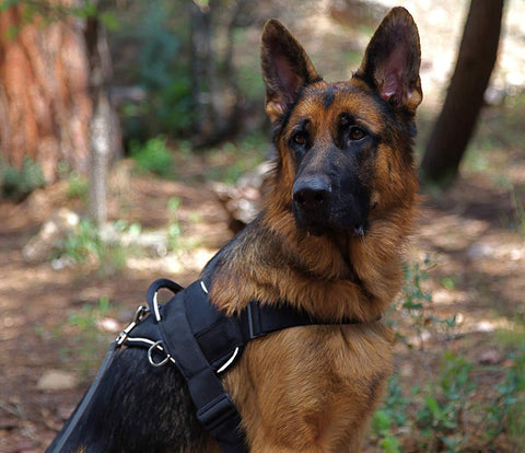 Image of Working Dog Nylon DT Harness For Extra Extra Small To Extra Large Dogs Black With Reflective Trim