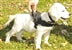 Image of Nylon Harness For Extra Extra Small To Extra Large Dogs Black With Yellow Trim