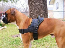Nylon Harness For Extra Extra Small To Extra Large Dogs Black With Yellow Trim