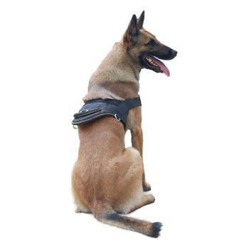 Image of Nylon Harness For Extra Extra Small To Extra Large Dogs Black With Yellow Trim