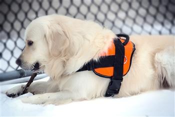 Image of Nylon Harness For Extra Extra Small To Extra Large Dogs Orange With Reflective Trim
