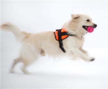 Image of Nylon Harness For Extra Extra Small To Extra Large Dogs Orange With Reflective Trim