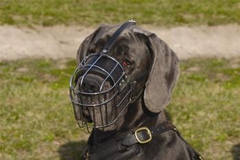 Image of Basket Muzzle For Medium/Large Dachshund Dog