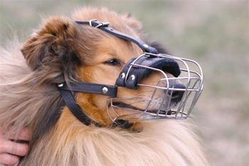 Image of Basket Muzzle For Medium/Large Dachshund Dog