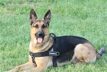 Image of DT Universal No-Pull Working Dog Nylon Harness