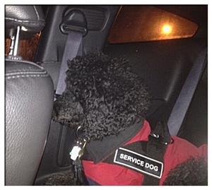 Image of DT Universal No-Pull Working Dog Nylon Harness