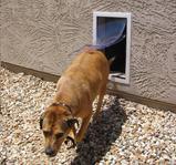 Hale Pet Door For Walls | Secure In Wall Mount
