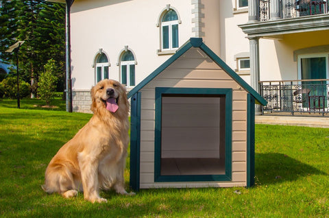 Image of dogs, Golden Retriever, Beagle, Labrador Retriever, Bulldog, Poodle, German Shepherd, French Bulldog, Cavalier King Charles Spaniel, Pug, King Charles Spaniel, Bunkhouse, New Age Pet