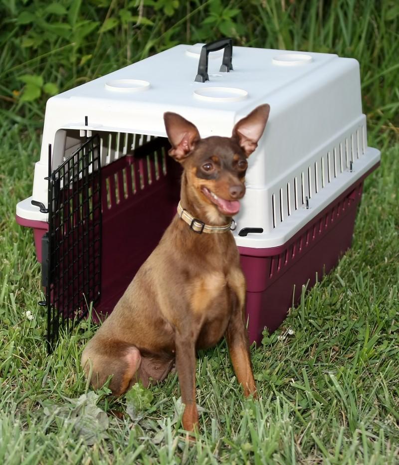 Impact Dog Crate Protective Carrier/Crate