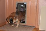 Hale Pet Door - In-Door Mount Installation- Dog & Cat Door