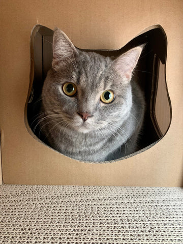 Image of Petique Feline Fortress House Cat House