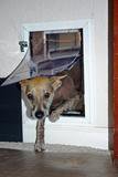 Image of Hale Pet Door For Walls | Secure In Wall Mount