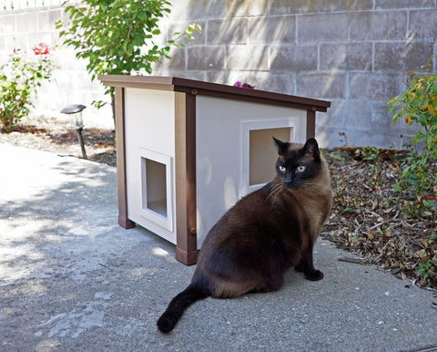Image of cats, Albany, New Age Pet