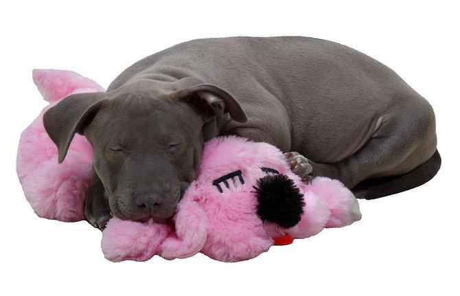 Snuggle Puppy Starter Kit Calming Comfort Plush