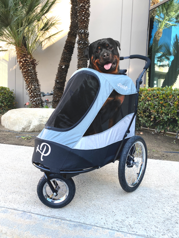 Image of Petique Blaze That Trail Pet Jogger Bundle