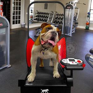 Image of dogPACER LF 3.1 Folding Dog Treadmill For Medium/ Large Dogs