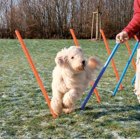 Image of Trixie Pet Agility Weave Poles for Dogs