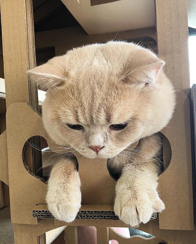 Image of Petique Feline Chateau House Cat House