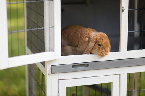 Image of Prevue Pet Rabbit Hutch Duplex