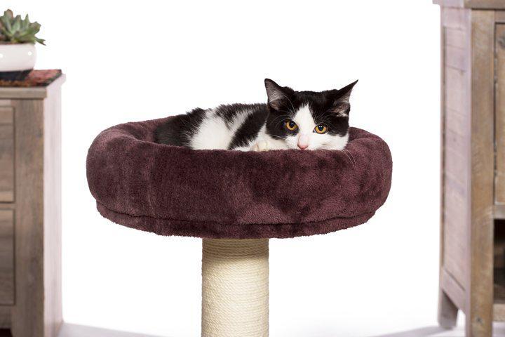 Prevue Pet Kitty Power Paws Kitty King