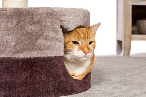 Image of Prevue Pet Kitty Power Paws Kitty King