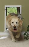Image of Hale Pet Door For Walls | Secure In Wall Mount