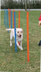 Image of Trixie Pet Agility Weave Poles for Dogs